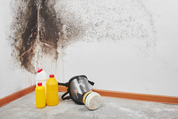 Best Attic Mold Removal  in Destrehan, LA