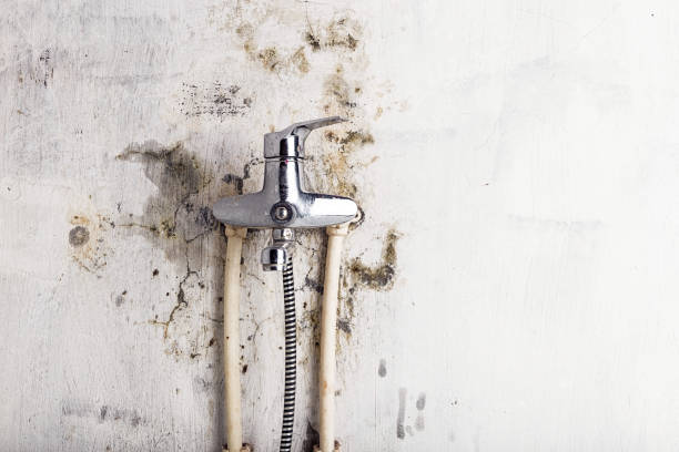 Best Professional Mold Removal  in Destrehan, LA