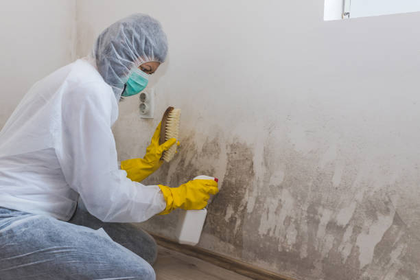 Best Toxic Mold Removal  in Destrehan, LA