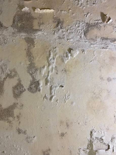 Destrehan, LA Mold Removal Company