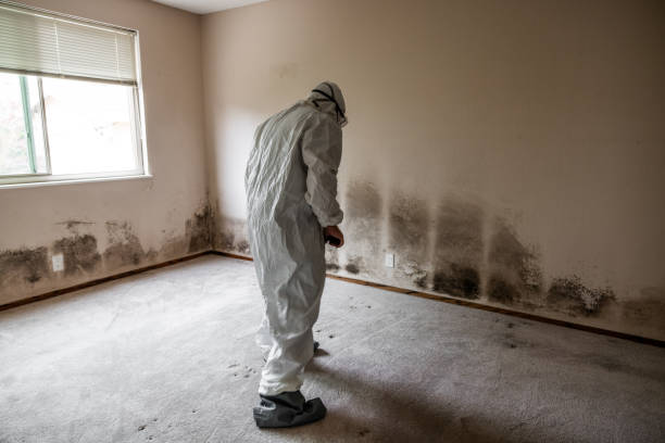 Best Black Mold Removal  in Destrehan, LA