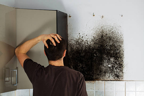 Best Commercial Mold Removal  in Destrehan, LA