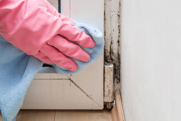 Best Toxic Mold Removal  in Destrehan, LA