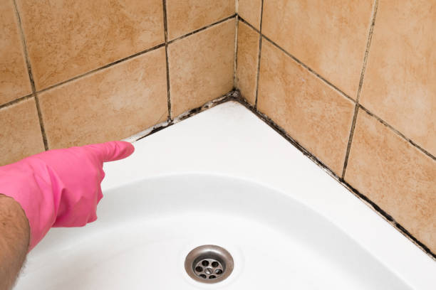 Best Attic Mold Removal  in Destrehan, LA